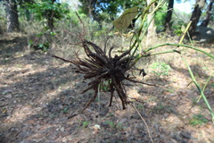 Andrographis alata